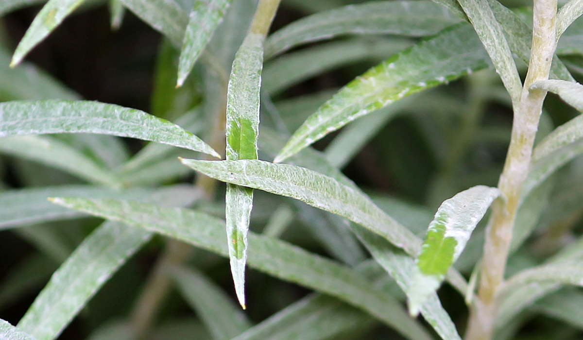 Войлочное опушение на листьях анафалиса жемчужного, придающее растению серо-серебристый цвет