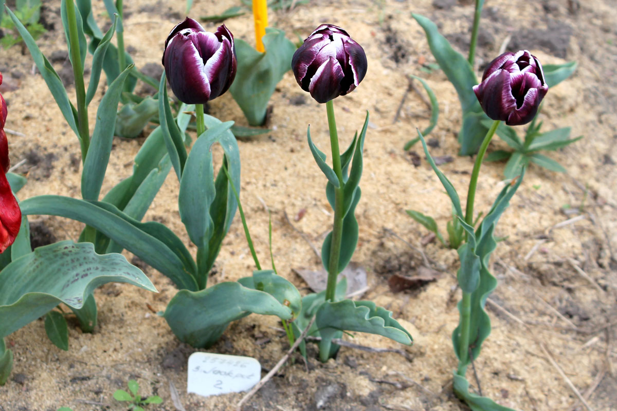 Группа тюльпанов сорта ‘Jackpot’ из коллекции Центрального ботанического сада НАН Беларуси; 19.V.2016