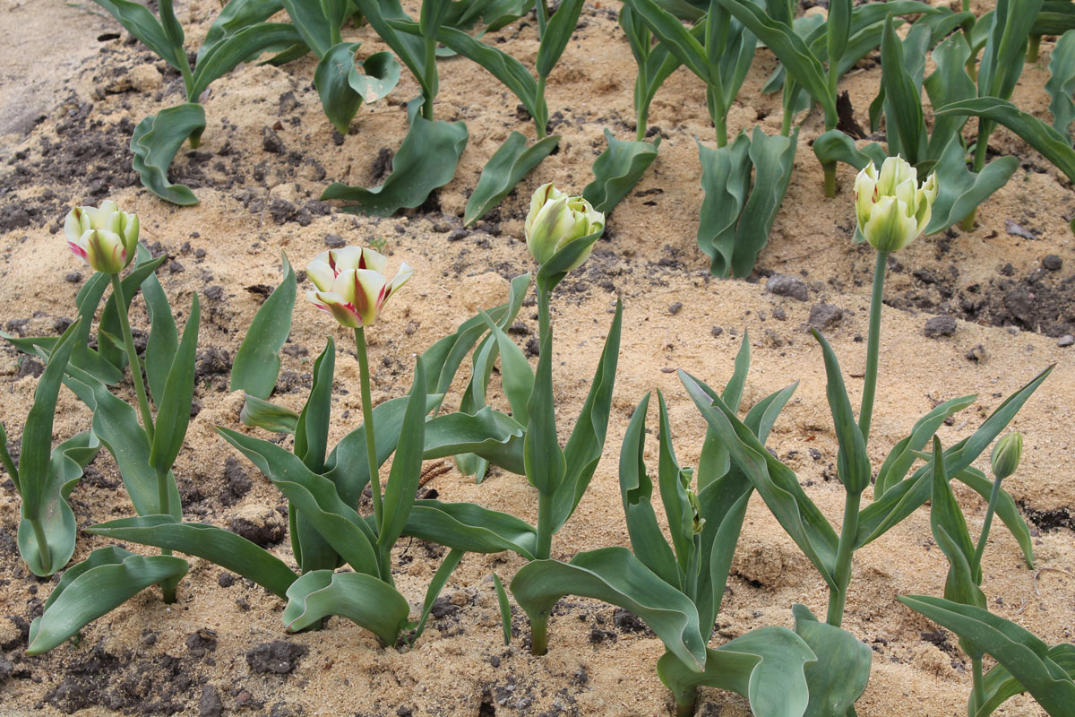 Общий вид тюльпанов сорта ‘Flaming Springgreen’. Для сорта характерны сизо-зеленые, слегка гофрированные листья