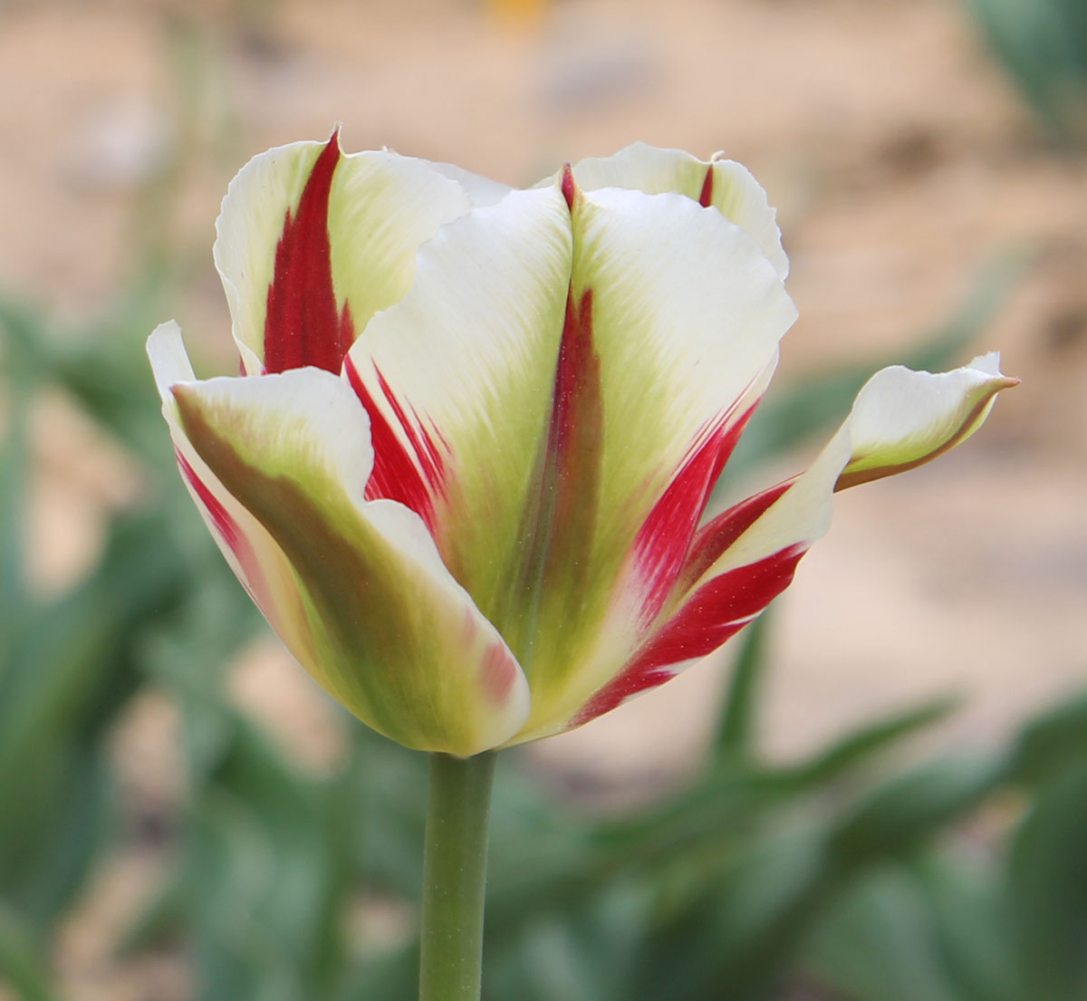 Окраска наружной стороны бокала тюльпана ‘Flaming Springgreen’