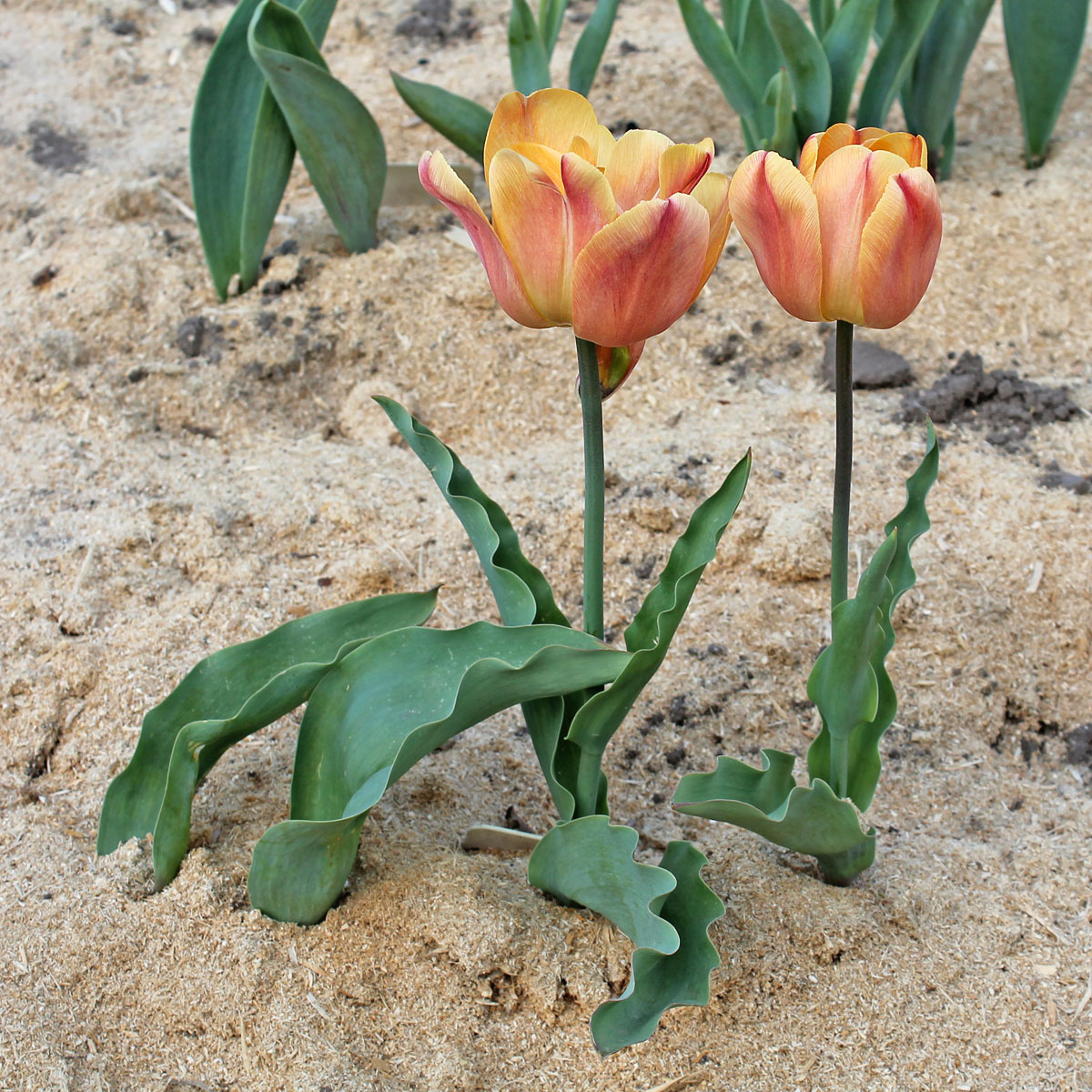 Тюльпаны ‘Freeman’. Общий вид цветущих растений