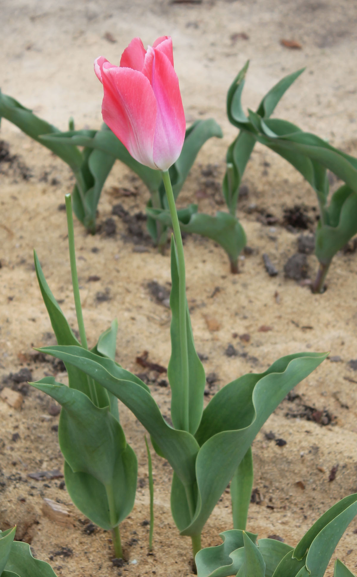 Тюльпан 'Rosy Wings' (Рози Уингс). Общий вид цветущего растения
