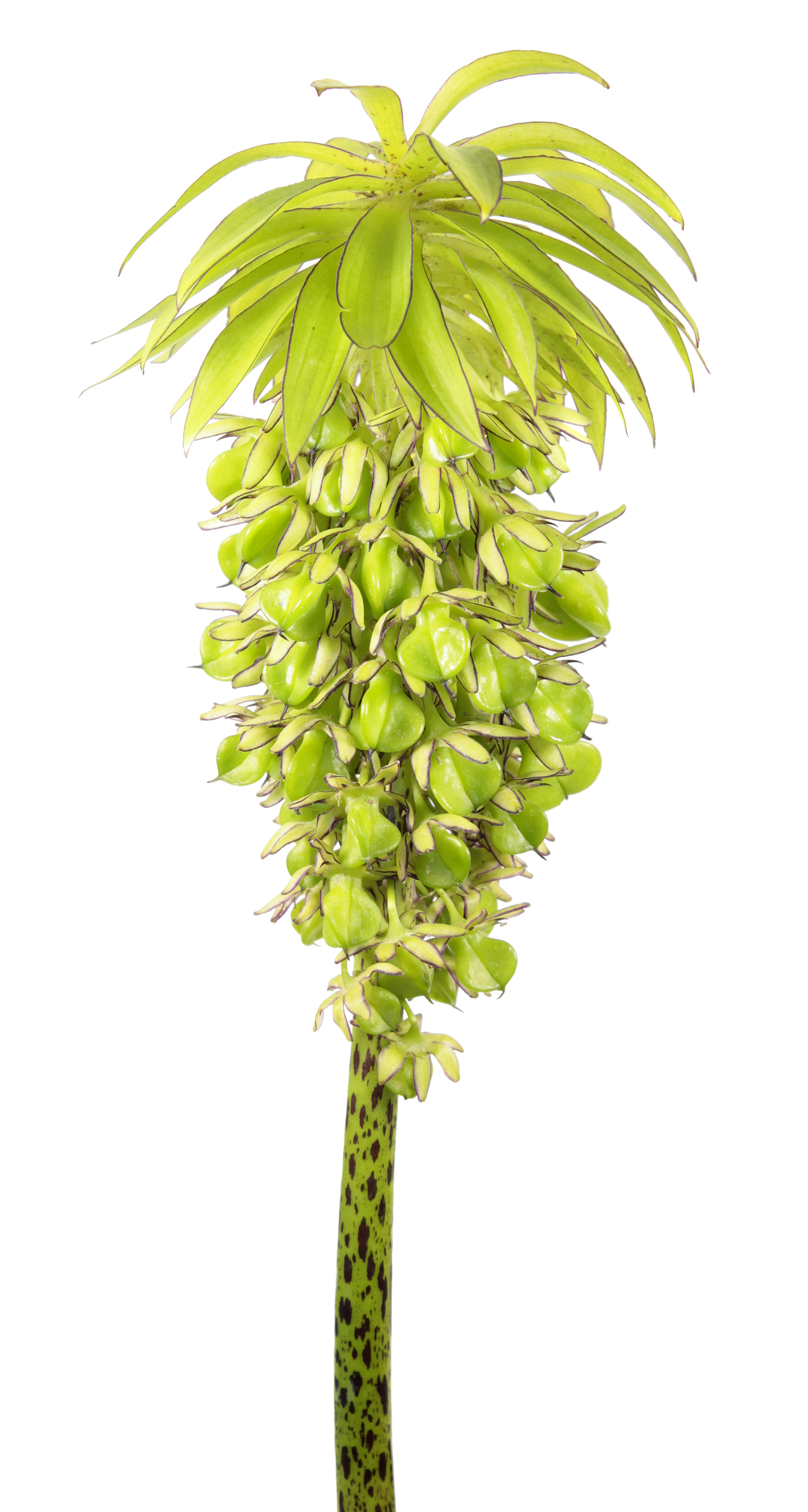 Соцветие эукомиса биколор (Eucomis bicolor) с формирующимися плодами