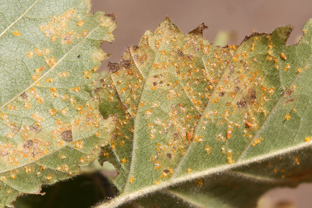 Ржавчина листьев березы, вызванная разнохозяинным ржавчинным грибом Melampsoridium betulinum