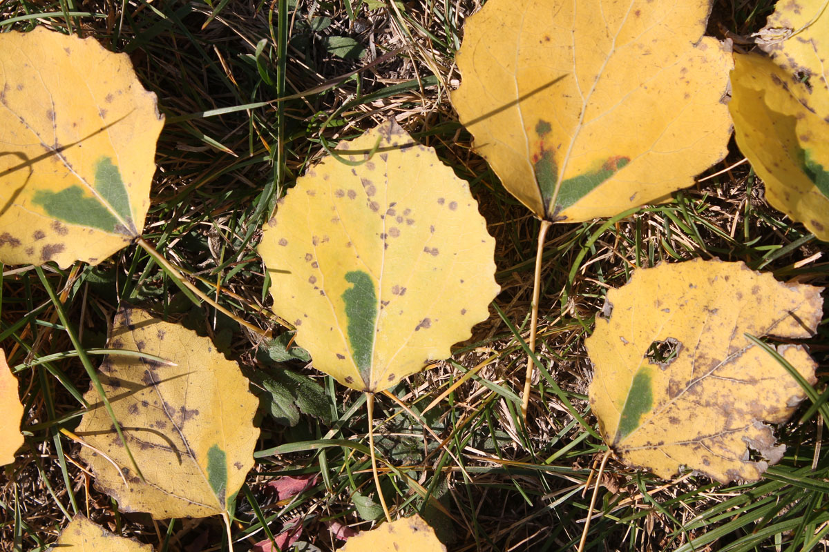Пожелтевшие листья осины, пораженные осиновой черешковой молью-крошкой (Ectoedemia argyropeza) с характерными "зелеными окнами".