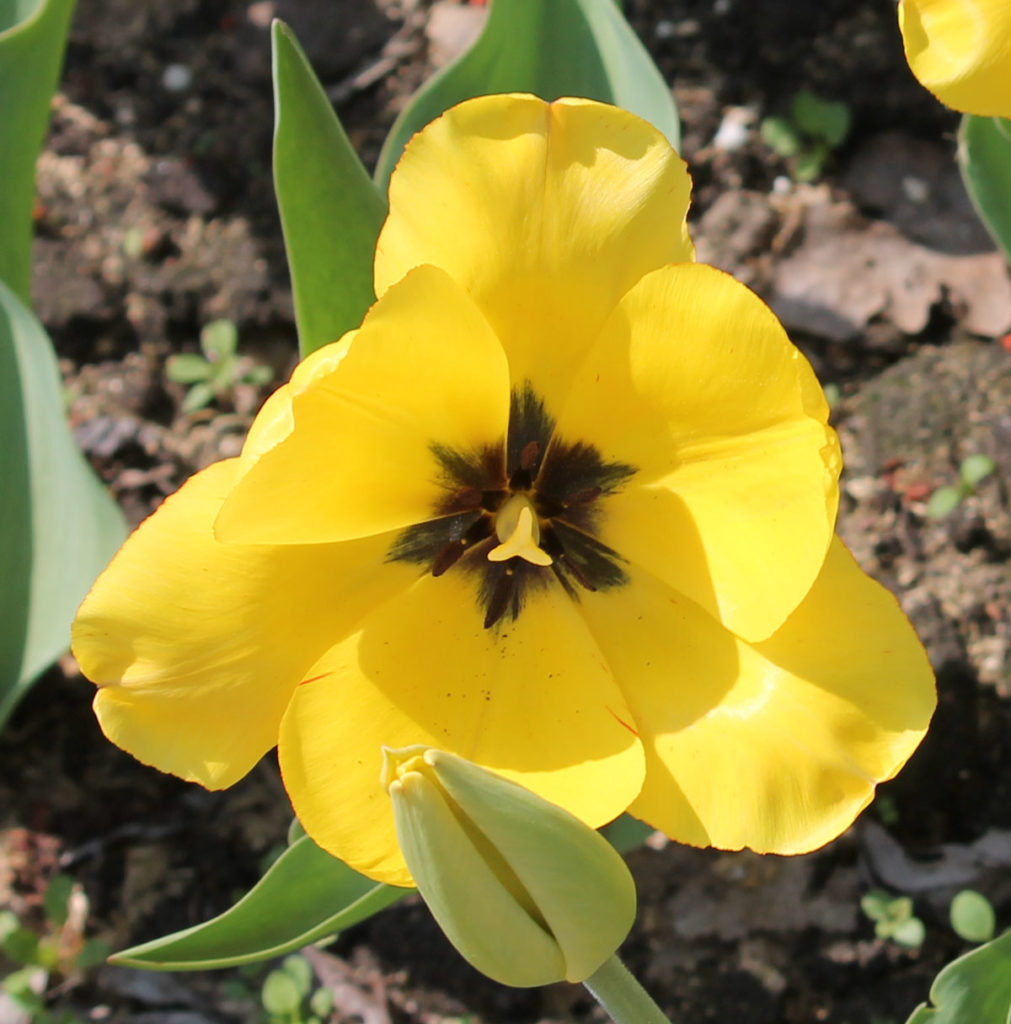 Тюльпан сорт Yellow Dover (Йеллоу Довер)