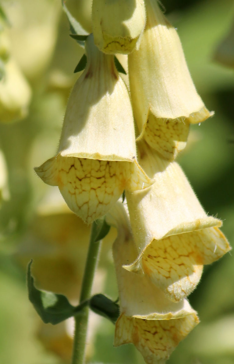 Наперстянка grandiflora