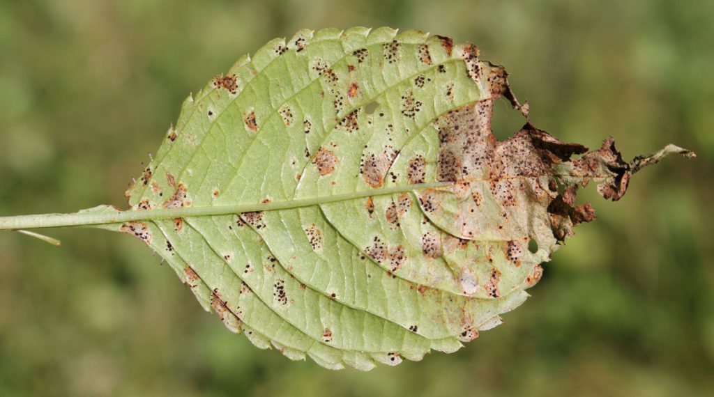 Телии Puccinia komarovii на нижней стороне листовой пластинки недотроги мелкоцветковой (Impatiens parviflora)
