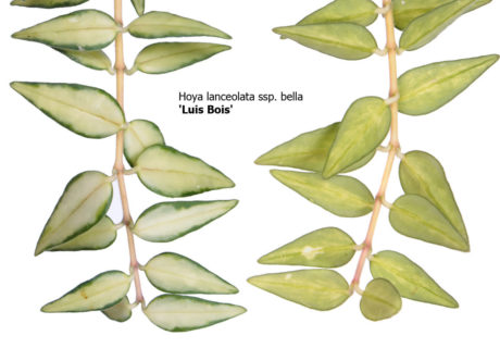 Hoya carnosa x Hoya serpens cv. 'Luis Bois' (Луис Буис)