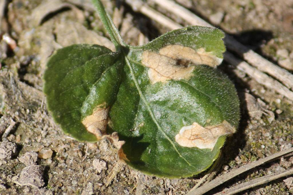 Симптомы церкоспороза на листе (верхняя сторона листовой пластинки) фиалки душистой (Viola odorata). Возбудитель: Cercospora violae.