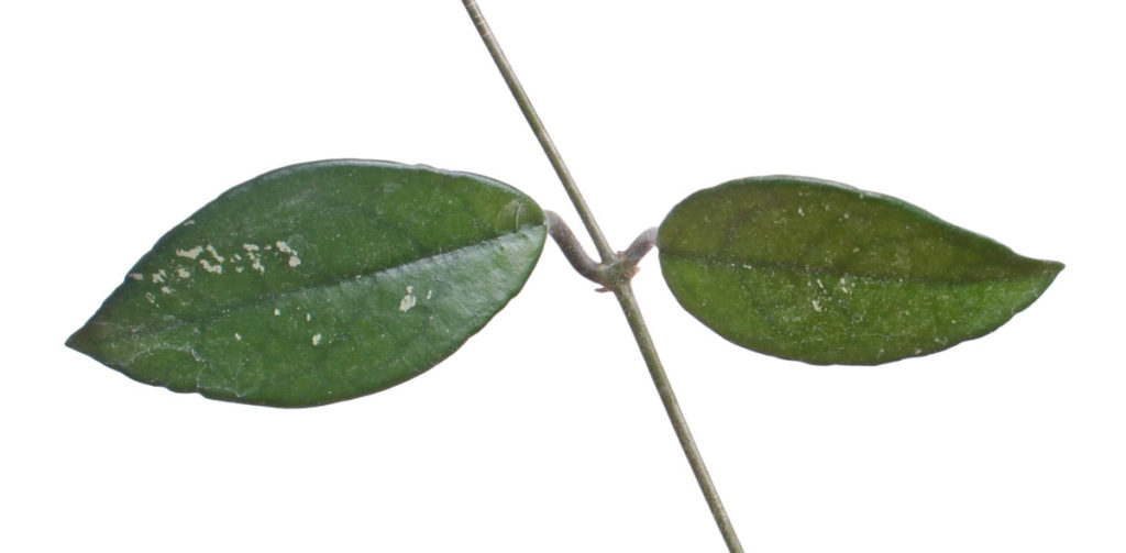 Hoya carnosa (Хойя карноза, Хойя мясистая, Восковой плющ)