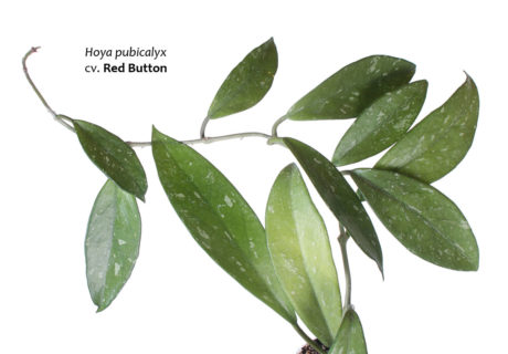 Hoya pubicalyx cv. Red Button