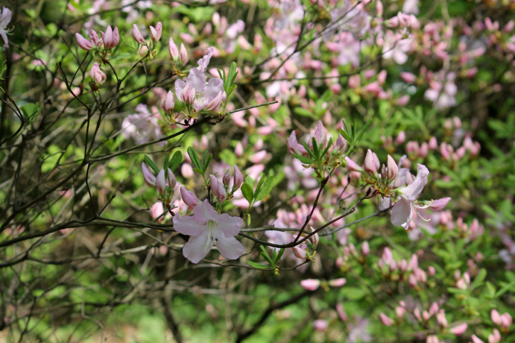 Рододендрон Шлиппенбаха (Rhododendron schlippenbachii)