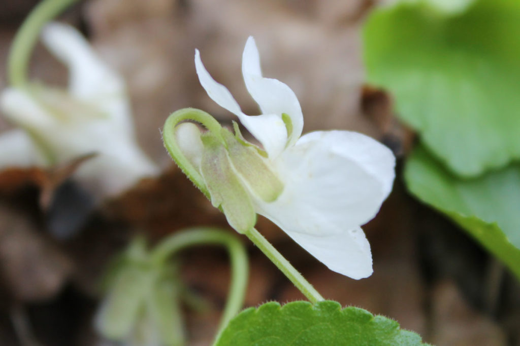 Белоцветковая форма фиалки душистой (Viola odorata f. alba)