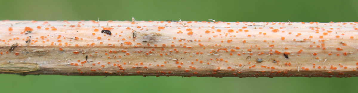 Апотеции Каллории незамеченной (Calloria neglecta) на прошлогоднем стебле крапивы (Urtica sp.)