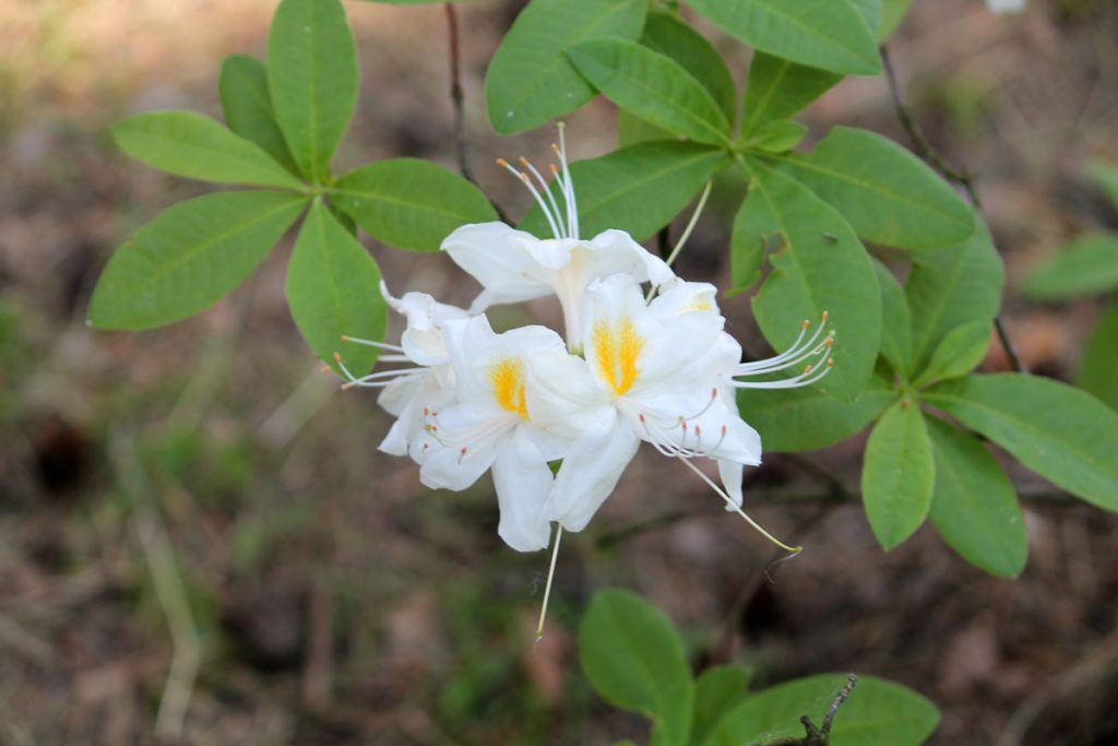Рододендрон гибридный сорт 'Möwe' (Мове) в конце цветения - ряд сортовых признаков не проявлен (гофрированность и розоватость краёв лепестков)