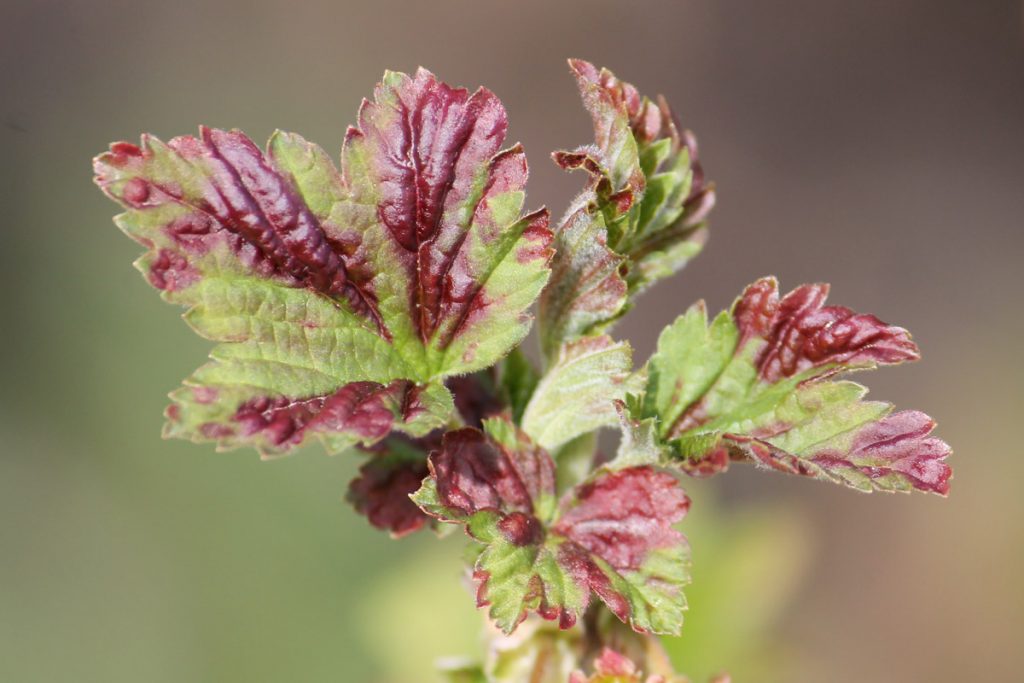 Симптомы заражения галловой тлёй смородины (Cryptomyzus ribis) в форме красных вздутий на верхней стороне листьев красной смородины.