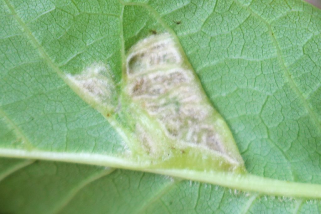 Повреждение, вызванное ореховым войлочным клещом (Aceria erinea) на верхней стороне листа грецкого ореха.