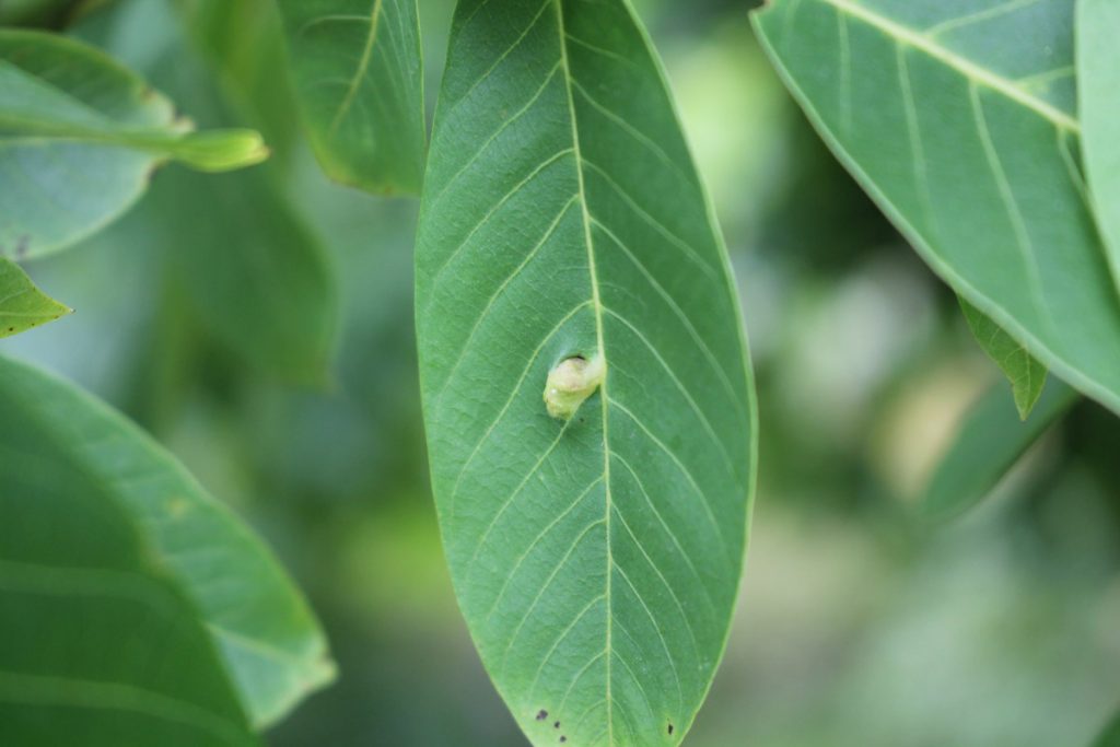 Повреждение, вызванное ореховым войлочным клещом (Aceria erinea) на верхней стороне листа грецкого ореха.