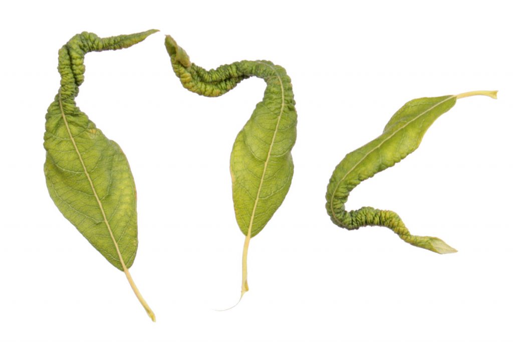 Галлы Euura leucapsis (=Phyllocolpa leucapsis) на листьях ивы ушастой (Salix aurita)
