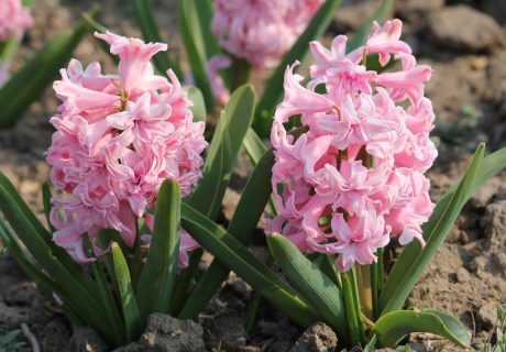 Гиацинт 'Pink Royal' (Пинк Роял)