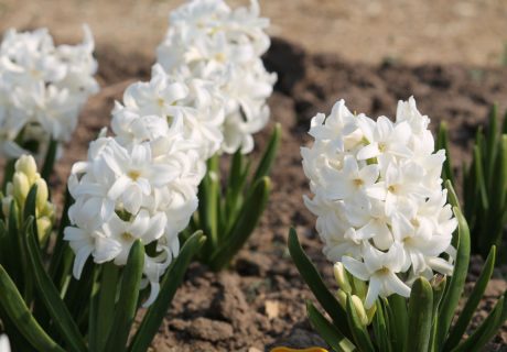 Гиацинт 'Top White'
