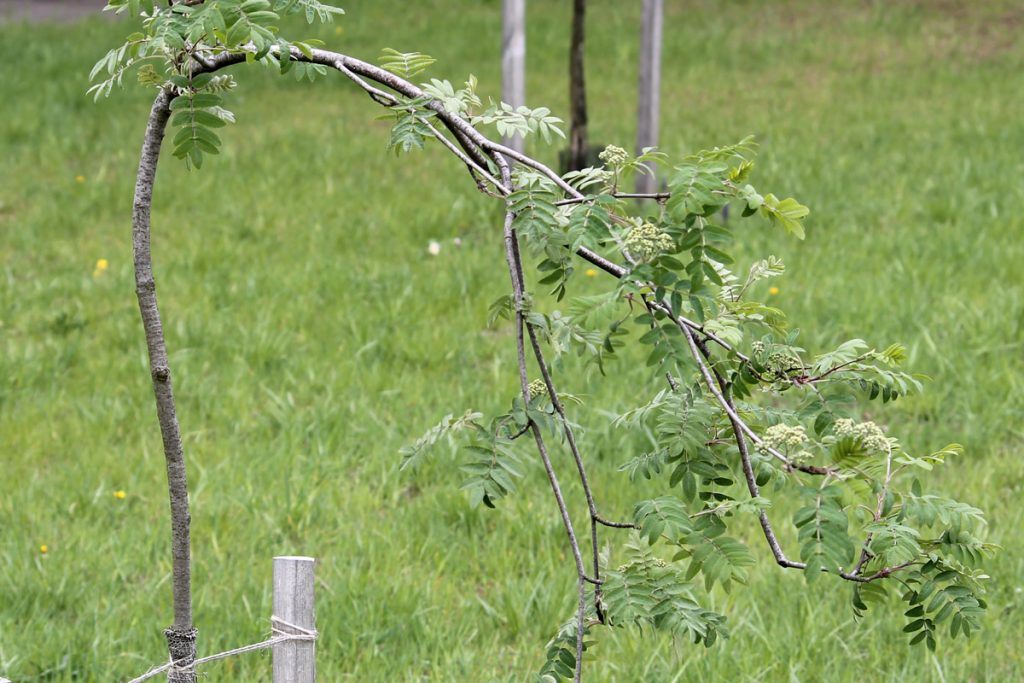 Рябина обыкновенная 'Pendula' (Sorbus aucuparia 'Pendula')