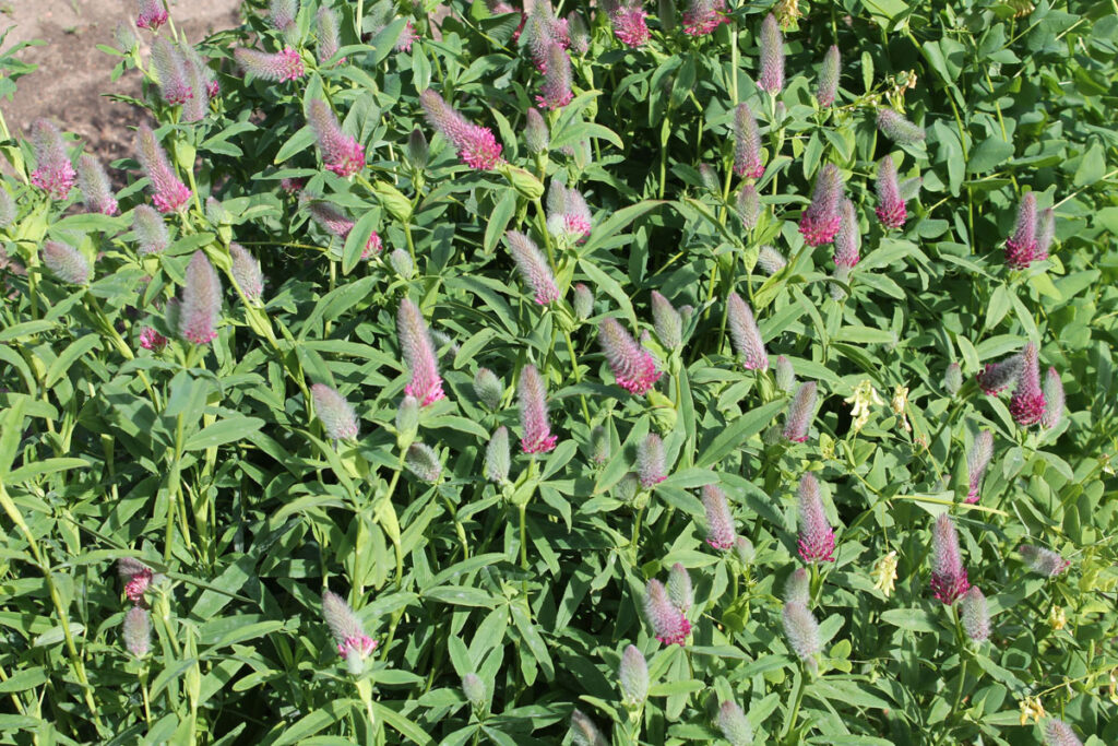 Клевер красный, или Клевер красноватый (Trifolium rubens)
