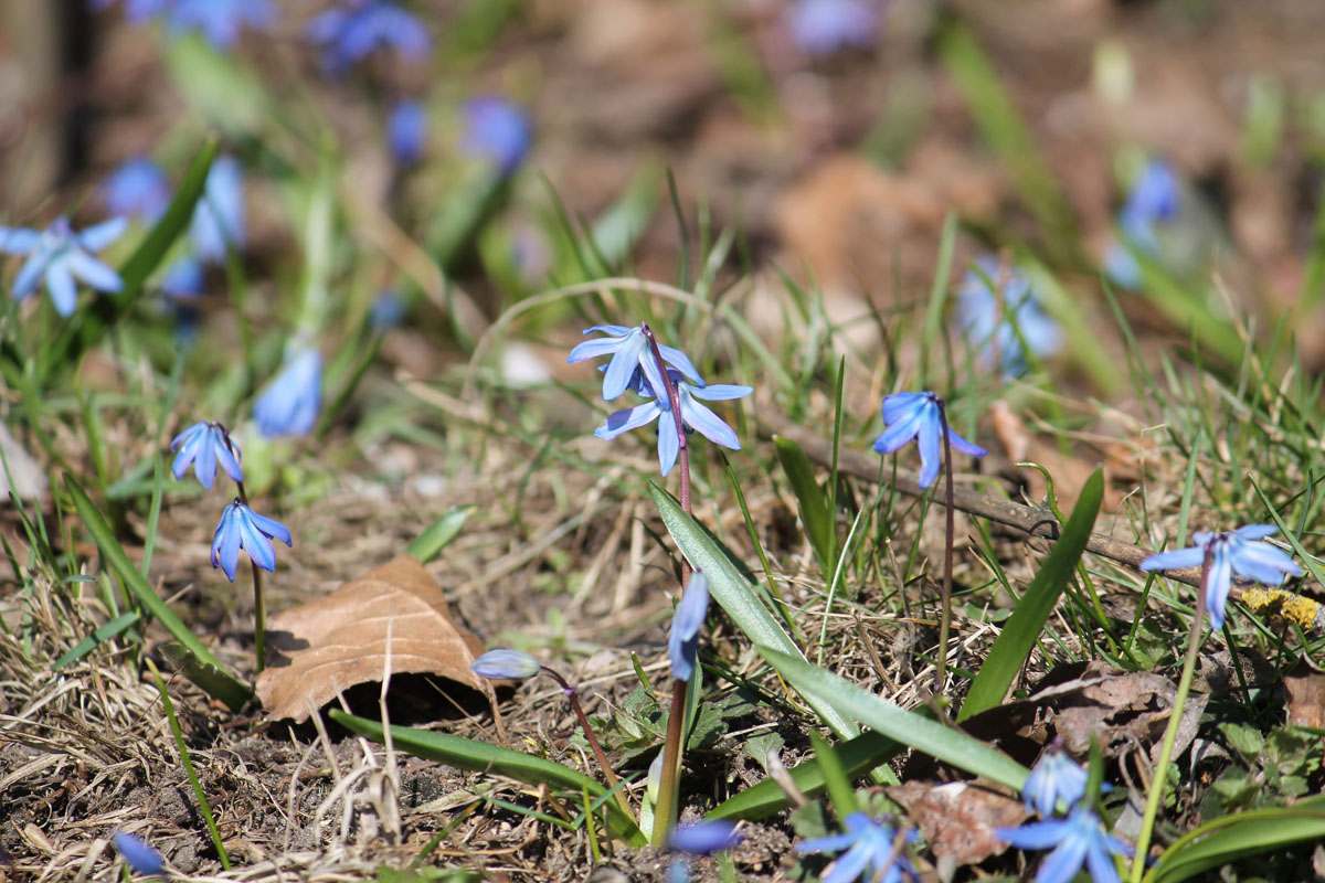 Пролеска Сибирская Scilla Siberica