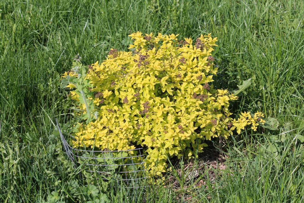 Спирея японская 'Gold Mound' (Spiraea japonica 'Gold Mound')