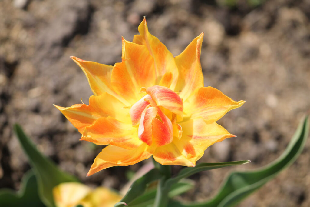 Тюльпан 'Willem van Oranje'