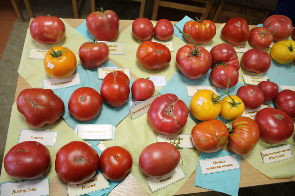 Томат 'Болгарский изумруд' среди других сортов томатов.
