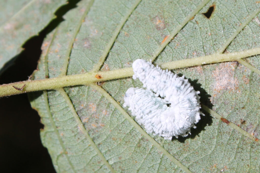 Личинка эриокампы ольховой (Eriocampa ovata) на листе ольхи серой (Alnus incana)