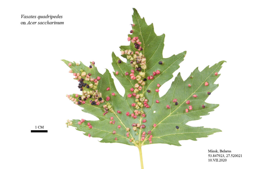Галлы, сформированные головчатым клещом клена серебристого (Vasates quadripedes) на верхней стороне листьев клёна серебристого (Acer saccharinum)