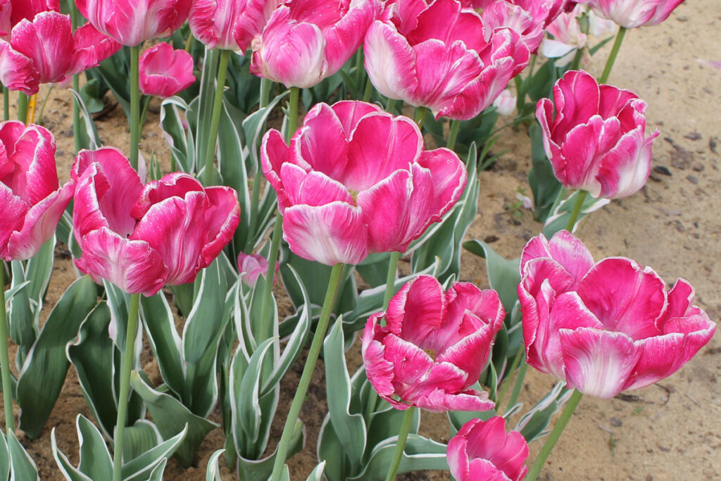 Тюльпан 'Elsenburg' ('Эльсенбург', Tulipa 'Elsenburg')
