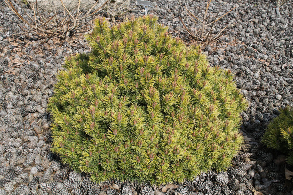 Сосна горная 'Ophir' (Офир, Pinus mugo 'Ophir')