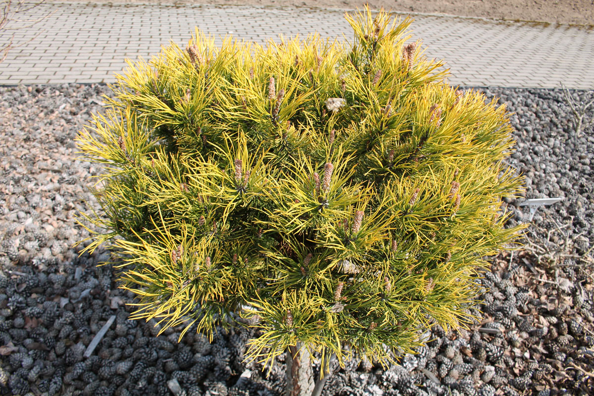 Сосна горная 'Carstens' (Pinus mugo 'Carstens', 'Carsten's Wintergold', 'Карстенс Винтерголд')