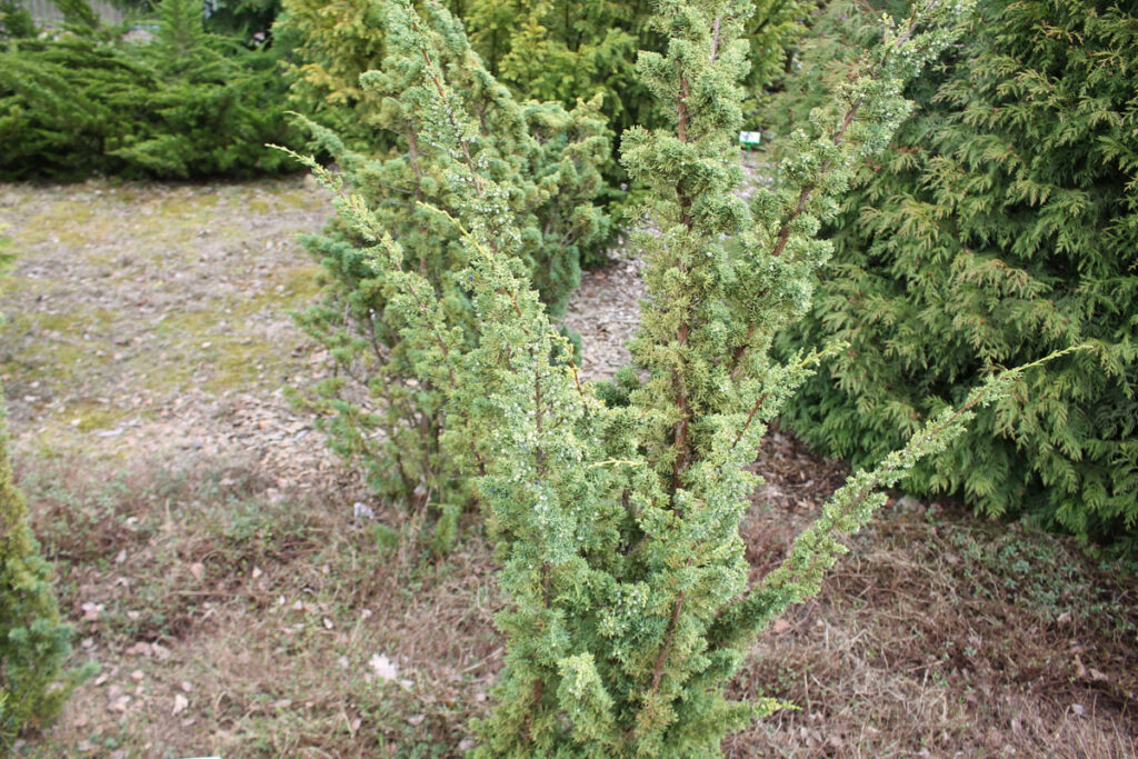 Можжевельник китайский 'Blaauw' (Juniperus chinensis 'Blaauw')