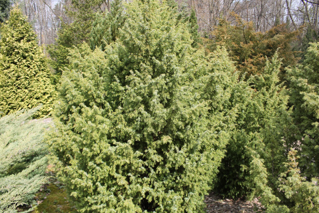 Можжевельник обыкновенный 'Bruns' (Juniperus communis 'Bruns')