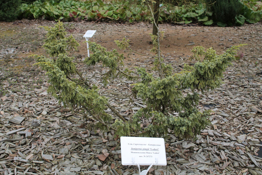 Можжевельник Пинга 'Loderi' (Juniperus pingii 'Loderi')