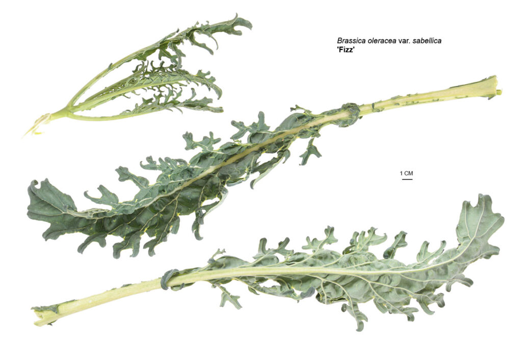 Листовая капуста 'Fizz' (Brassica oleracea var. sabellica 'Физз')