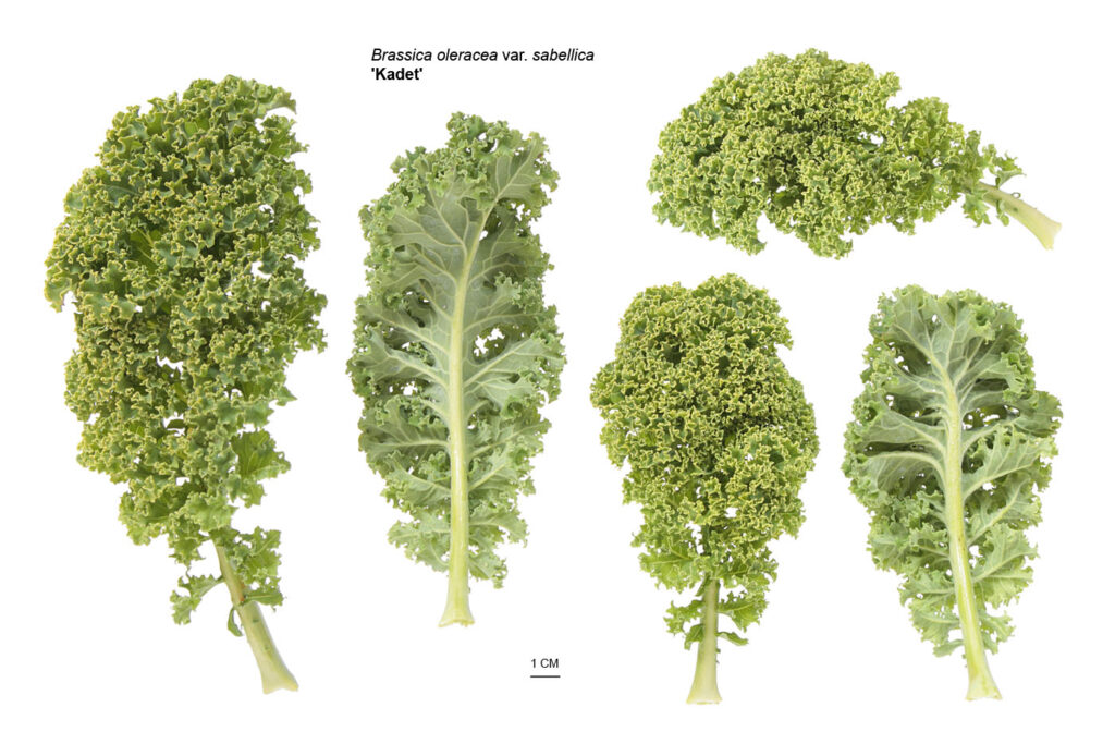Листовая капуста 'Kadet' (Brassica oleracea var. sabellica 'Kadet', 'Кадет')
