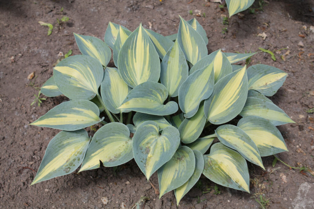 Хоста 'Touch of Class' ('Тач оф Класс', Hosta x hybrida 'Touch of Class')