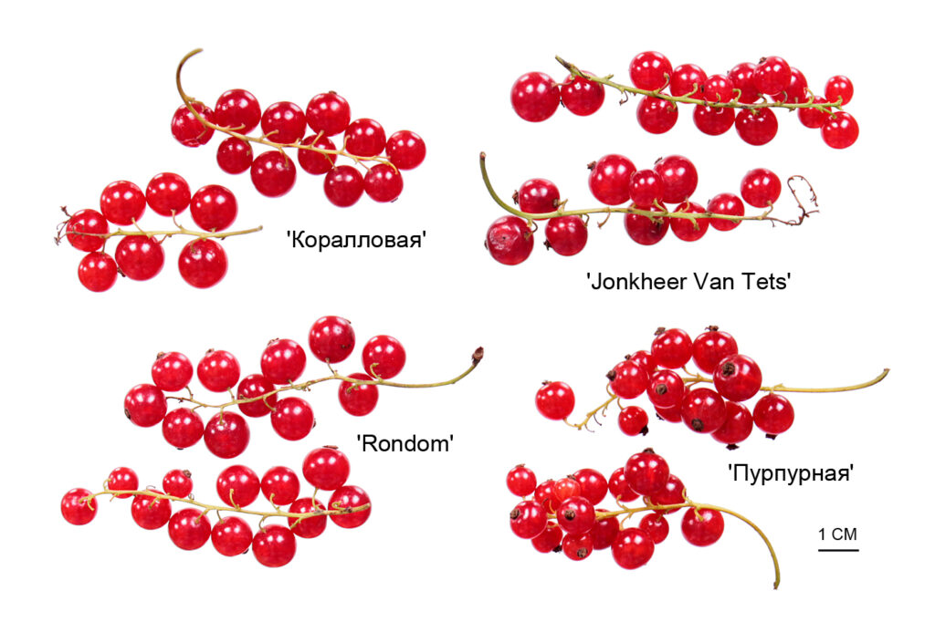 Четыре сорта смородина красной ('Коралловая', 'Jonkheer van Tets', 'Rondom', 'Пурпурная') из коллекции РУП «Институт плодоводства»