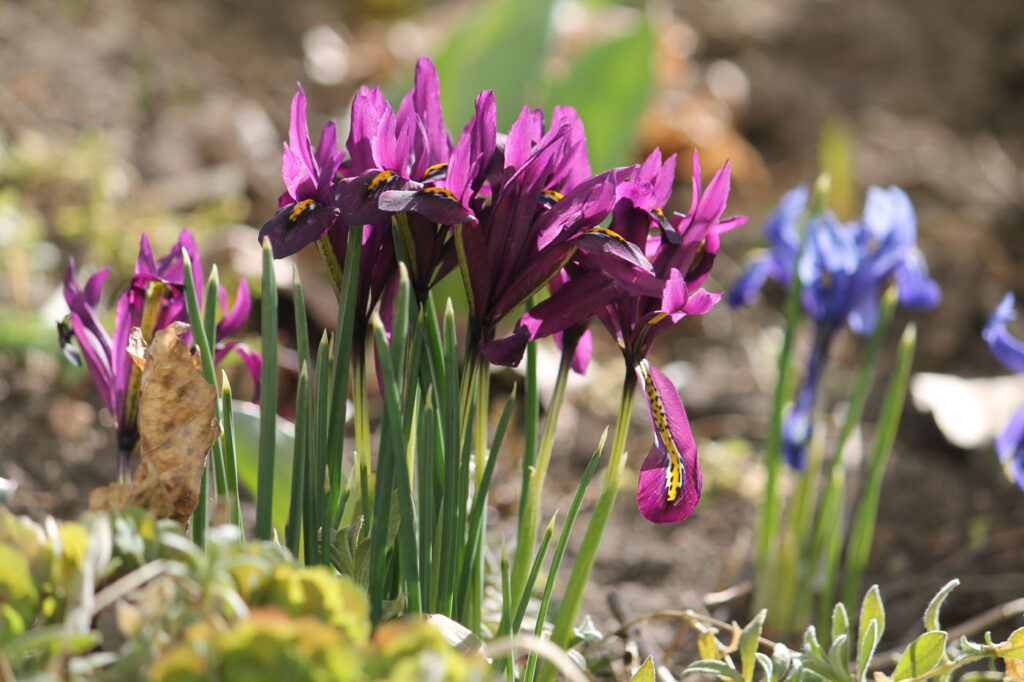 Ирис сетчатый (Iris reticulata, =Иридодиктиум сетчатый, =Iridodictyum reticulatum)
