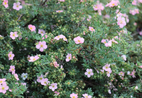 Лапчатка кустарниковая 'Pink Beauty' (Potentilla fruticosa 'Pink Beauty', ='Lovely Pink')