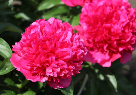 Пион 'Howard R. Watkins' (Говард Р. Уоткинс)
