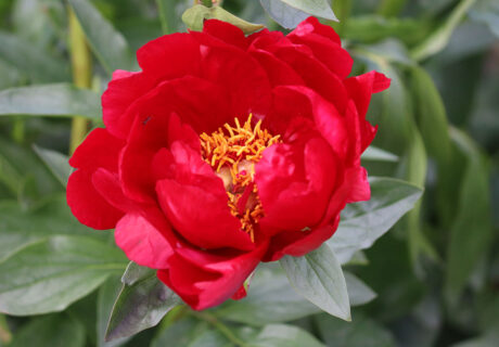 Пион 'Red Red Rose' (Ред Ред Роуз)